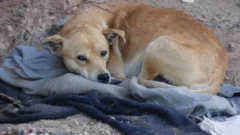 En San Juan, trabajan en un protocolo para denunciar y actuar ante el maltrato animal