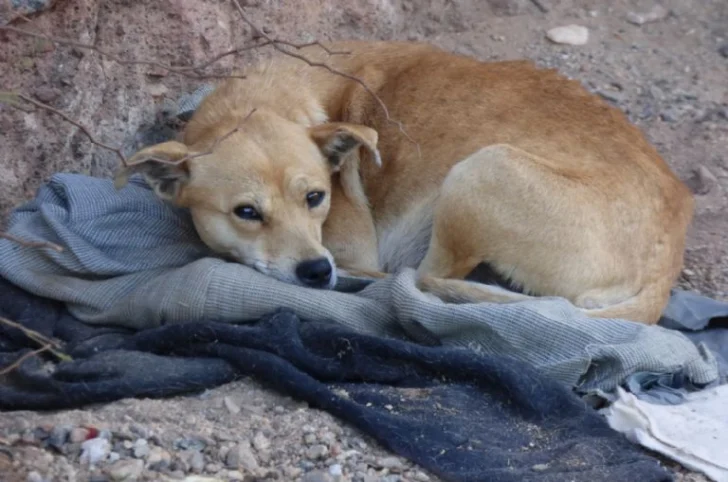 En San Juan, los casos de violencia animal aumentaron un 40% y la crueldad se intensificó