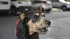 Orrego envió proyecto de ley para reconocer a los animales como seres sintientes