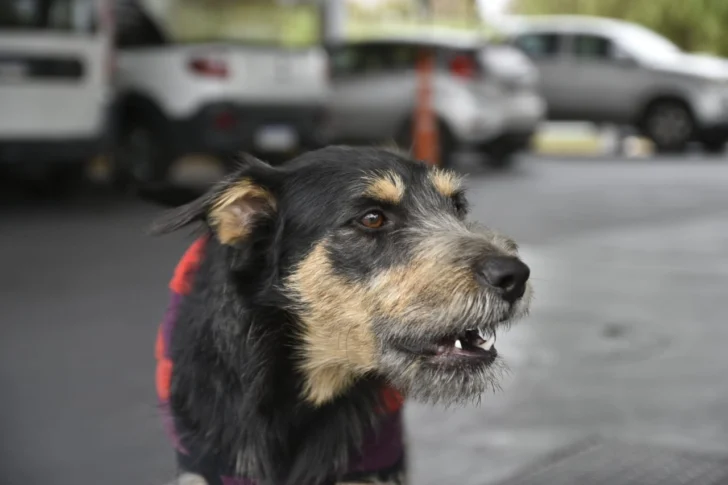 Orrego envió proyecto de ley para reconocer a los animales como seres sintientes