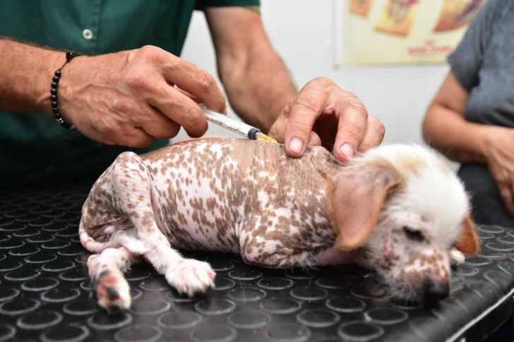 veterinaria-veterinario-perros-2-728x485