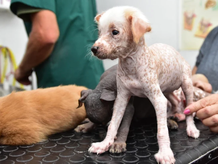 Preocupación por el aumento de la violencia contra veterinarios