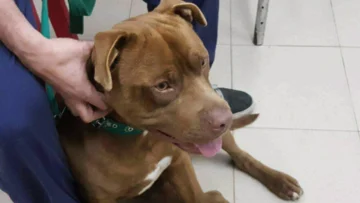 Un pitbull atacó a un bebé de 9 meses y le provocó varias heridas en la cabeza