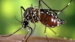 Murió por dengue una joven de 25 años que no tenía comorbilidades