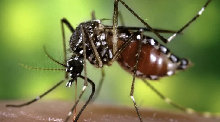 Murió por dengue una joven de 25 años que no tenía comorbilidades