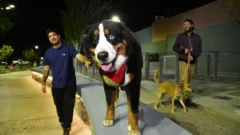 En Capital, inauguraron la primera plaza con espacios para los perros