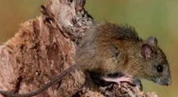Hantavirus en el Bolsón: aseguran que es bajo el riesgo de contagio