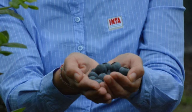 INTA-728x425