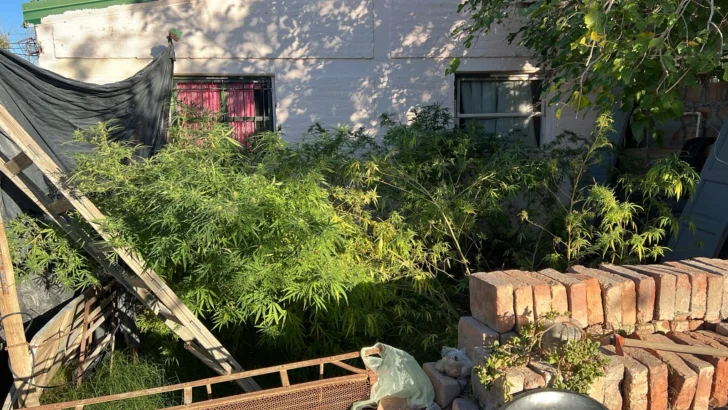 Secuestraron 27 plantas de marihuana, una moto robada y objetos de valor
