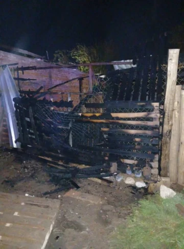 Ataque a sala de emergencias animal en San Juan: avances del caso y cómo colaborar