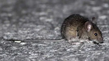 Un hombre falleció por hantavirus y 10 personas fueron aisladas