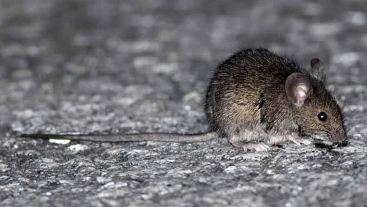 Un hombre falleció por hantavirus y 10 personas fueron aisladas