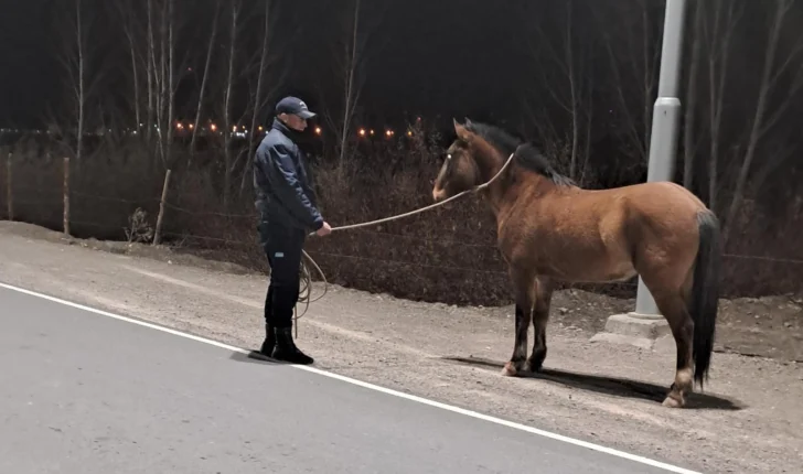 Chocó un colectivo con dos caballos en Caucete