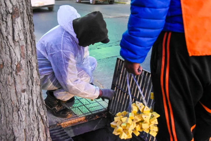 En Capital avanzan con un plan para eliminar las ratas