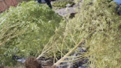 Caucete: buscaban objetos robados y encontraron un vivero de marihuana