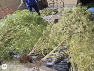 Caucete: buscaban objetos robados y encontraron un vivero de marihuana