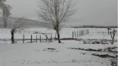 Confirman el regreso de la nieve y frío intenso: ¿qué zonas se verán afectadas?