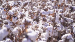 San Juan se proyecta como potencia algodonera: la producción desembarca ahora en Calingasta