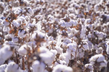 San Juan se proyecta como potencia algodonera: la producción desembarca ahora en Calingasta