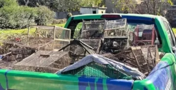 Importante operativo: rescatan casi 100 aves exóticas en cautiverio