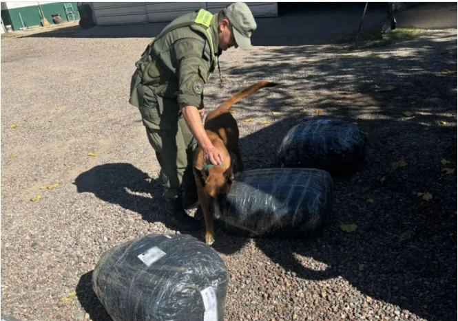 Secuestraron 130 kilos de hojas de coca dentro de un camión de encomiendas