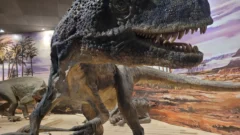 El lugar que está a 300 km de la Ciudad de San Juan y permite ver dinosaurios en tamaño real