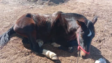 Operativo en Sarmiento: secuestran armas, fauna autóctona y detienen a seis personas