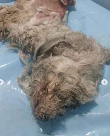 Vecinos denunciaron que alguien mató a un perro arrojándole ácido