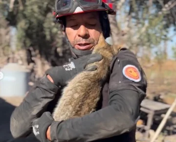 Rescate con final feliz en Rawson: un gato cayó a un pozo y lograron salvarlo