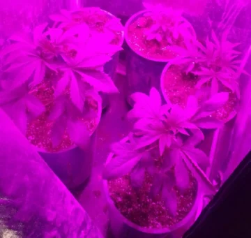 Allanamiento en Albardón: secuestran plantas de marihuana durante operativo por robo