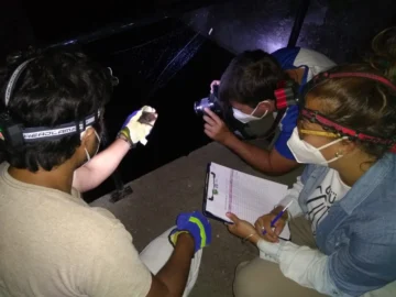Murciélagos: sanjuaninos analizan las especies predominantes y revelan datos clave