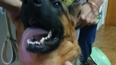 Rescataron en Rivadavia a una perra víctima de violencia y descuido