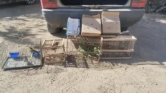 Santa Lucía: Detienen a dos hombres por transportar 19 aves silvestres en el baúl de un auto