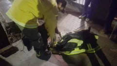 Solidaridad en acción: emotivo rescate de un perrito en Capital