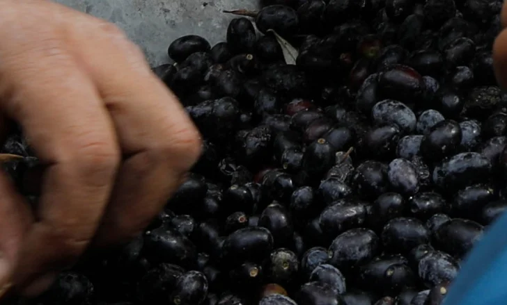 aceitunas-728x439