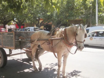 Piden a la comunidad que denuncie traslados sospechosos de caballos en San Juan