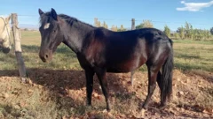 Operativo: secuestraron 7 animales sueltos en Ruta 40