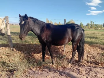 Operativo: secuestraron 7 animales sueltos en Ruta 40