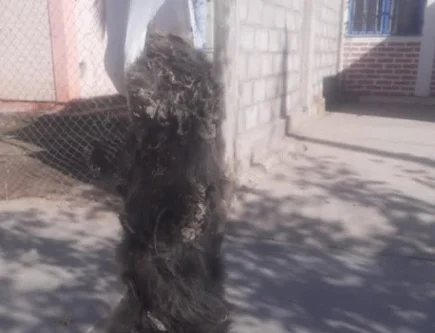 Maltrato animal: denuncian la fuerte tortura y muerte de un gato en Chimbas