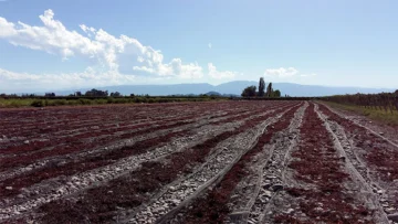 Cosecha 2025: aseguraron que la pasa le ganó preferencia al vino en San Juan