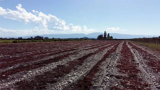 Cosecha 2025: aseguraron que la pasa le ganó preferencia al vino en San Juan