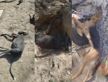 Ingresaron a un refugio de animales en Jáchal y mataron a 4 perros