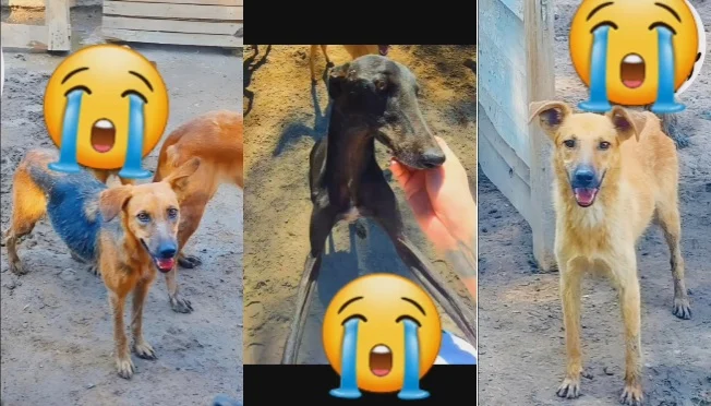 perros-23