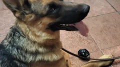 Maltrato animal: a qué condena se expone el sanjuanino detenido por una golpiza a su perra