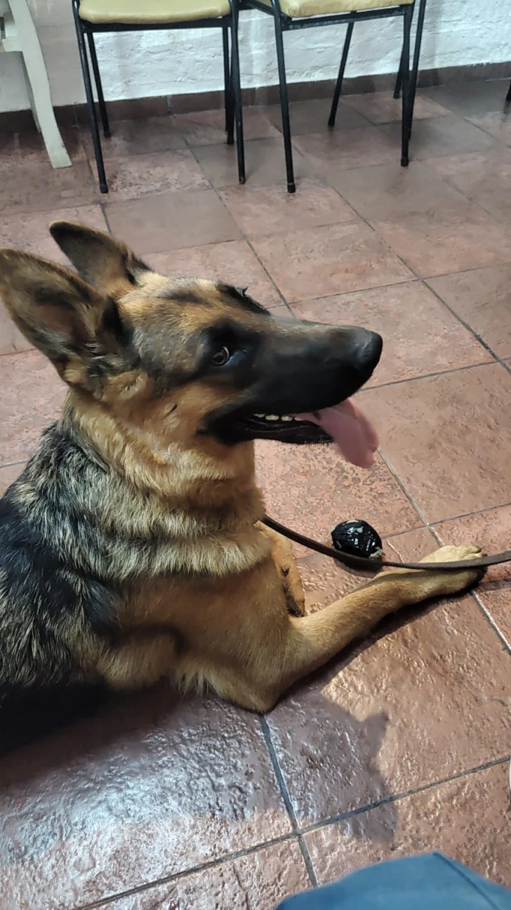 Maltrato animal: a qué condena se expone el sanjuanino detenido por una golpiza a su perra