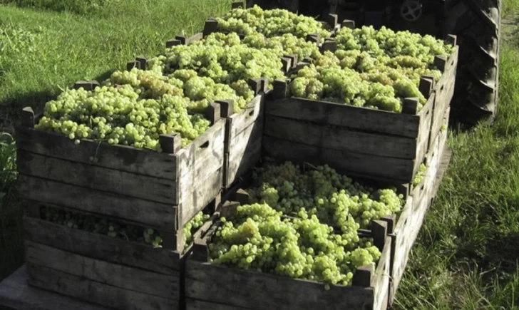 vitivinicultura-vid-uvas-728x435