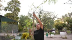 Producción de árboles autóctonos en San Juan: el rol clave del Vivero Municipal