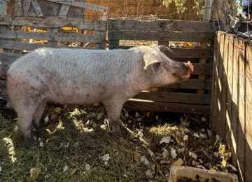 La nueva vida de Nilda: la cerdita rescatada ya fue trasladada a su hogar