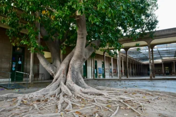 Los dos históricos árboles que siguen dando sombra y memoria en la Escuela Normal Superior Sarmiento