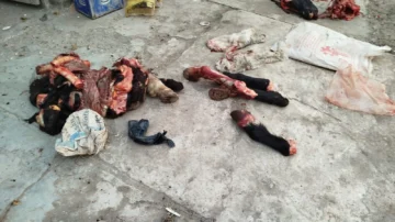 Secuestran 350 kilos de carne de caballos faenados ilegalmente en Chimbas